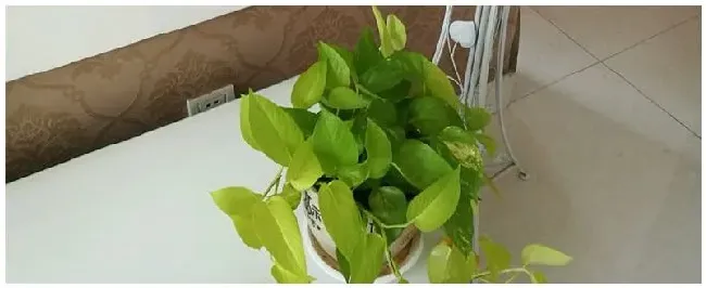 绿萝施肥多了怎么办 | 生活常识
