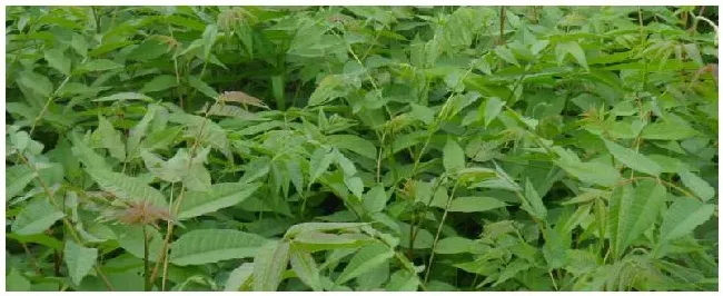 香椿树苗种植 | 三农答疑