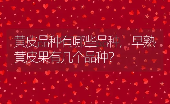 黄皮品种有哪些品种,早熟黄皮果有几个品种？ | 养殖常见问题