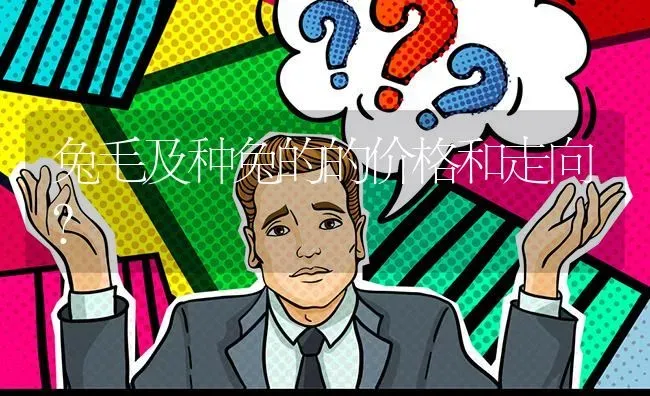 兔毛及种兔的的价格和走向? | 养殖问题解答