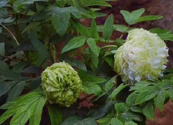 植物常识问题|绿牡丹不开花什么原因（绿牡丹不容易开花怎么处理正确）