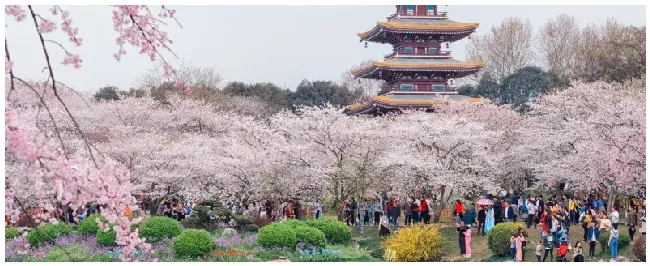 樱花几时开花 | 三农答疑