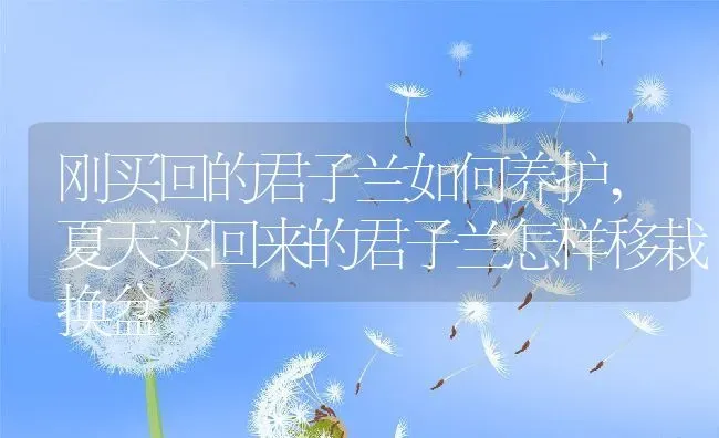 刚买回的君子兰如何养护,夏天买回来的君子兰怎样移栽换盆 | 养殖常见问题