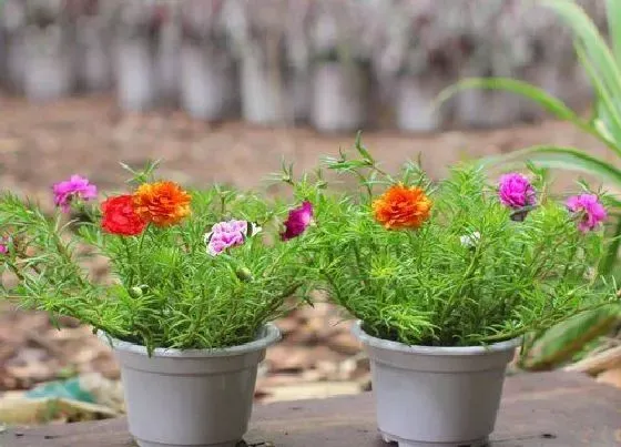 植物常识问题|夏天如何让太阳花爆满盆