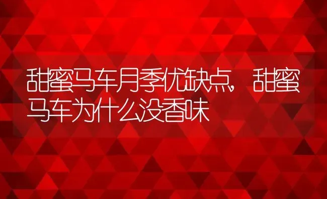 甜蜜马车月季优缺点,甜蜜马车为什么没香味 | 养殖常见问题
