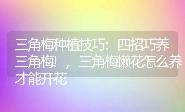三角梅种植技巧:四招巧养三角梅!,三角梅懒花怎么养才能开花 | 养殖常见问题