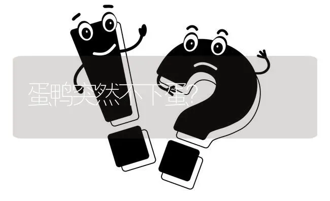 蛋鸭突然不下蛋? | 养殖问题解答