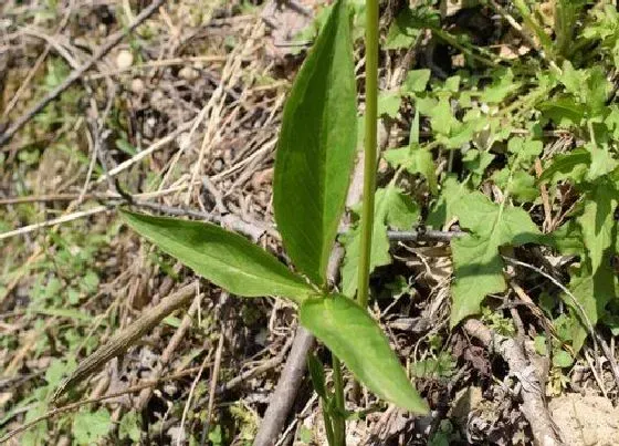 植物常识问题|半夏的种植方法