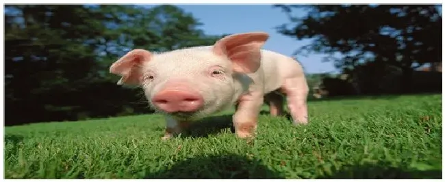 猪的7个阶段划分 | 三农答疑