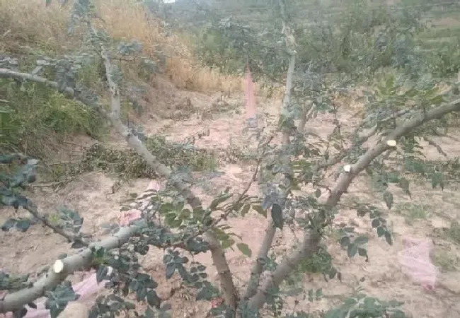 植物常识问题|花椒树几月份修剪合适（老花椒树修剪时间与管理技巧）