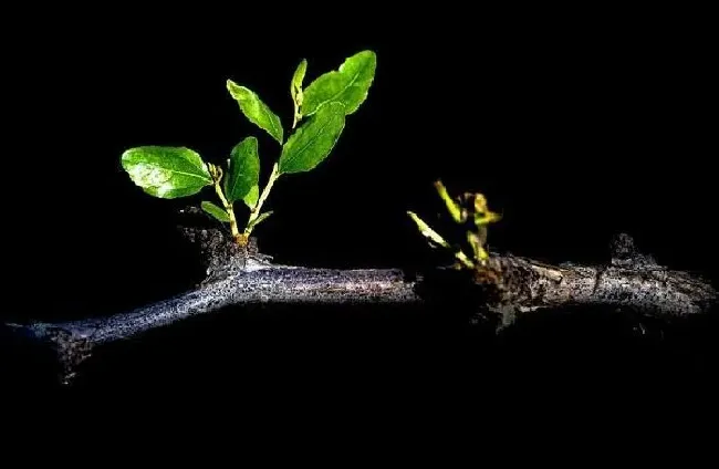 植物常识问题|枣树嫁接时间几月份最适合（枣树嫁接时间和方法详解）