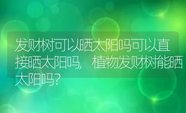 发财树可以晒太阳吗可以直接晒太阳吗,植物发财树能晒太阳吗？ | 养殖常见问题