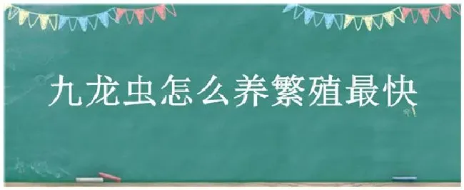 九龙虫怎么养繁殖最快 | 农业常识