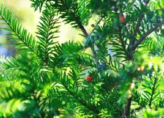 植物常识问题|红豆杉人工授粉方法