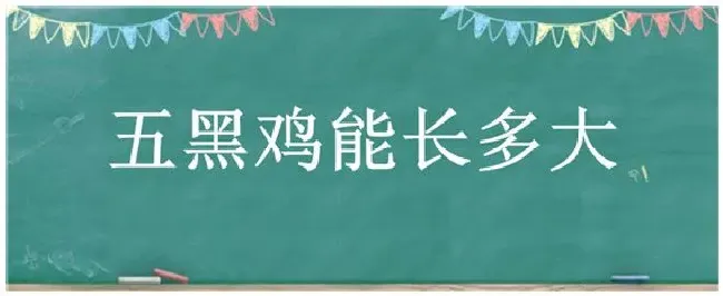 五黑鸡能长多大 | 农业问题