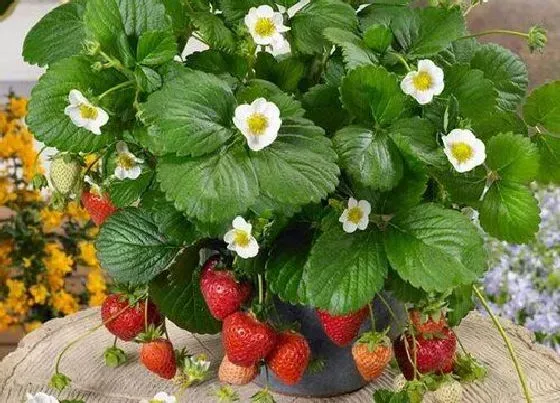 植物常识问题|草莓长得旺却不开花是什么原因