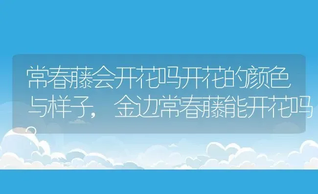 常春藤会开花吗开花的颜色与样子,金边常春藤能开花吗？ | 养殖常见问题