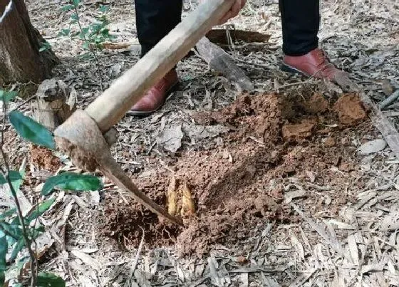 植物常识问题|挖冬笋找竹根最准确的方法 怎么找竹鞭诀窍(老经验)