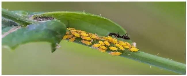 防治蚜虫用什么农药 | 农业常识