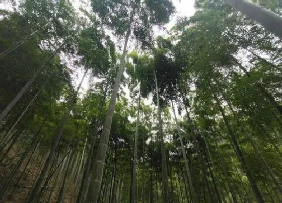 植物常识问题|挖冬笋找竹根最准确的方法 怎么找竹鞭诀窍(老经验)