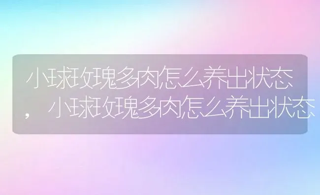 小球玫瑰多肉怎么养出状态,小球玫瑰多肉怎么养出状态 | 养殖常见问题