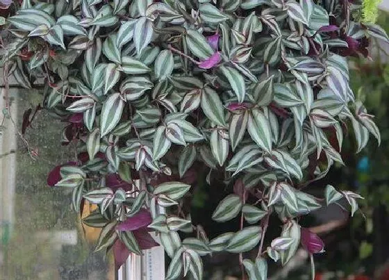 植物常识问题|吊竹梅和油画吊兰的区别