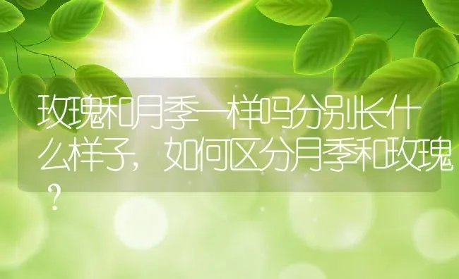 玫瑰和月季一样吗分别长什么样子,如何区分月季和玫瑰？ | 养殖常见问题