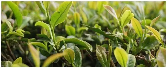 长沙产什么茶 | 三农问答