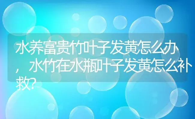 水养富贵竹叶子发黄怎么办,水竹在水瓶叶子发黄怎么补救？ | 养殖常见问题