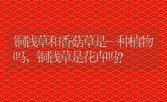 铜钱草和香菇草是一种植物吗,铜钱草是花卉吗？ | 养殖常见问题