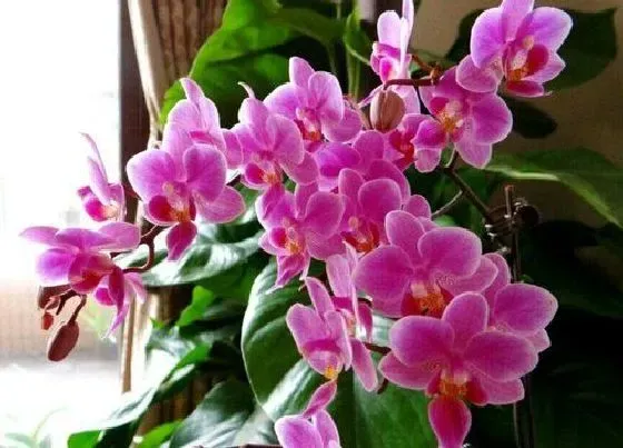 植物常识问题|夏季蝴蝶兰如何喷洒杀虫药