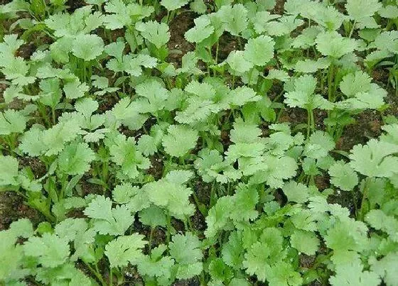 植物常识问题|香菜什么时候种植不长苔（什么时间种植香菜不出苔）