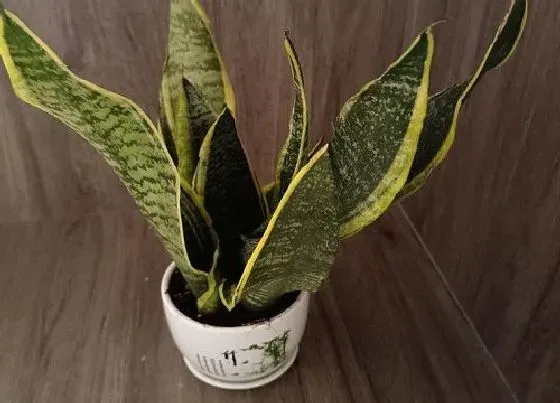 植物常识问题|虎皮兰如何养护长得又快又壮又好看