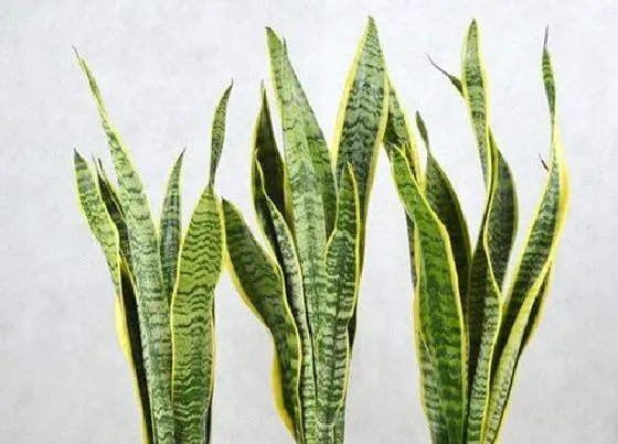 植物常识问题|虎皮兰如何养护长得又快又壮又好看