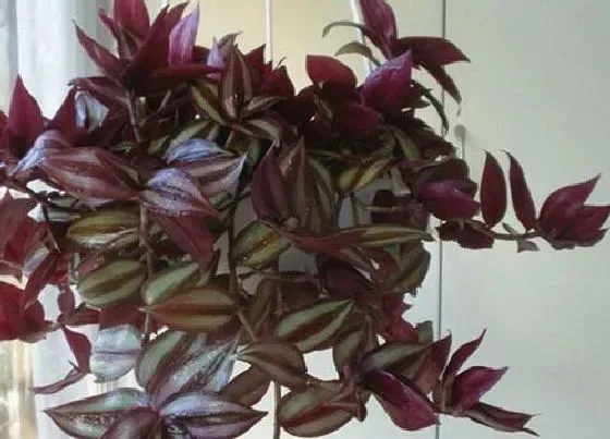植物常识问题|吊竹梅和油画吊兰的区别