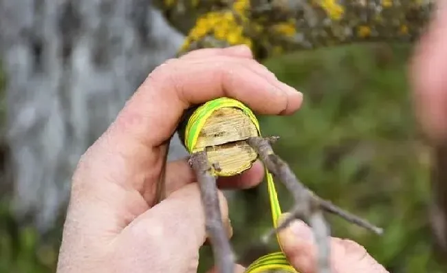 植物常识问题|枣树嫁接时间几月份最适合（枣树嫁接时间和方法详解）