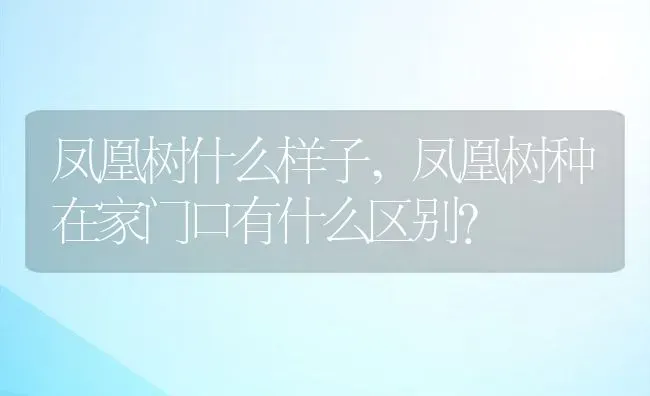 凤凰树什么样子,凤凰树种在家门口有什么区别？ | 养殖常见问题