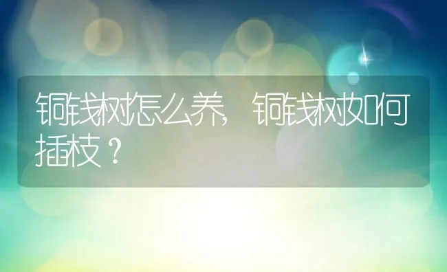 铜钱树怎么养,铜钱树如何插枝？ | 养殖常见问题