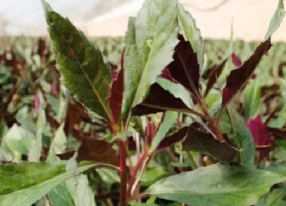 植物常识问题|紫背天葵子的功效与作用及食用方法 食用营养价值与禁忌