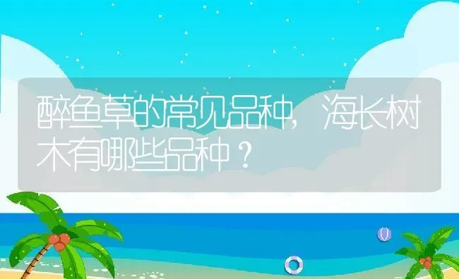 醉鱼草的常见品种,海长树木有哪些品种？ | 养殖常见问题