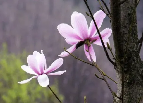 植物常识问题|辛夷花和玉兰花的区别图片 是一种花吗