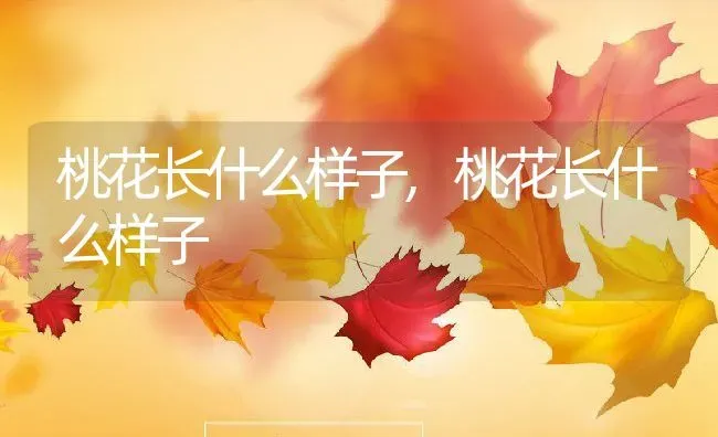 桃花长什么样子,桃花长什么样子 | 养殖常见问题