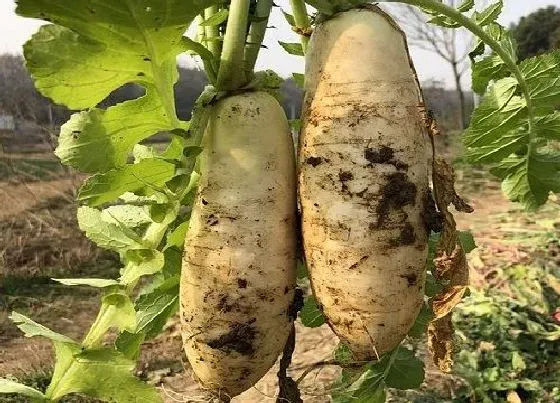 植物常识问题|萝卜在什么时间种植合适（萝卜适合种植和收获的时间）