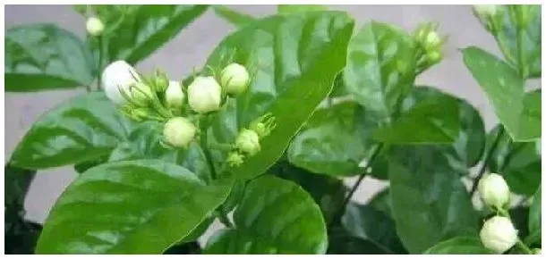 茉莉花什么时候剪枝换盆 | 生活常识