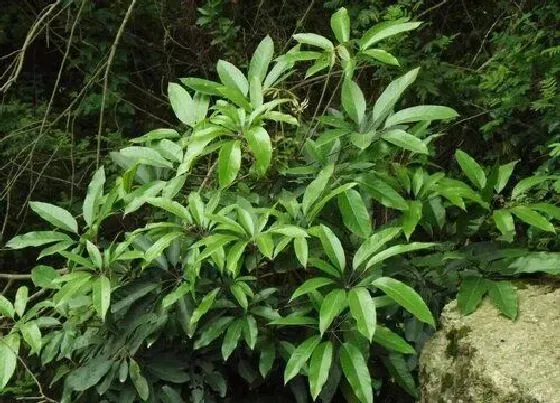 植物常识问题|鹅掌藤和鹅掌柴的区别