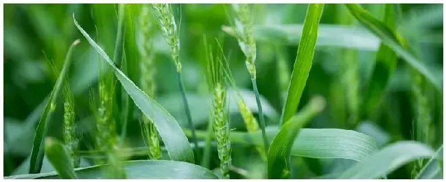 小麦干热风怎么防治 | 农业问题