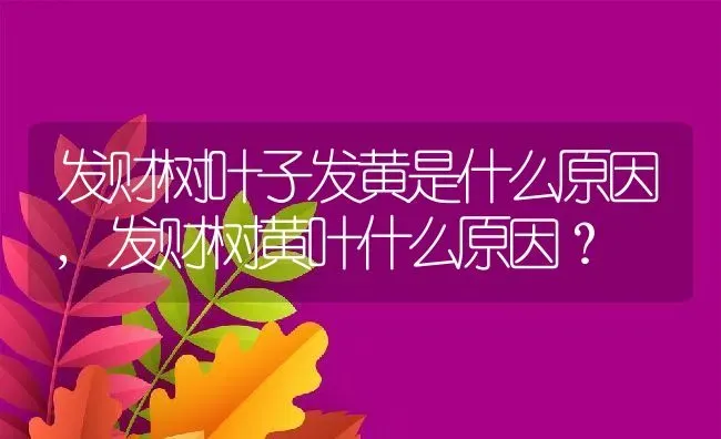 发财树叶子发黄是什么原因,发财树黄叶什么原因？ | 养殖常见问题