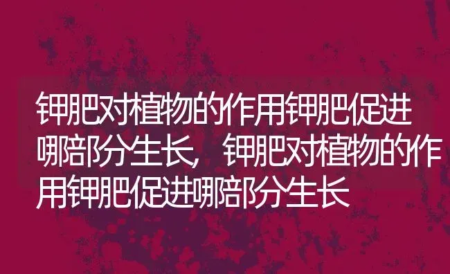 钾肥对植物的作用钾肥促进哪部分生长,钾肥对植物的作用钾肥促进哪部分生长 | 养殖常见问题