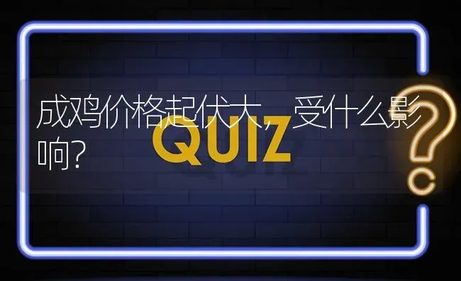 成鸡价格起伏大,受什么影响? | 养殖问题解答