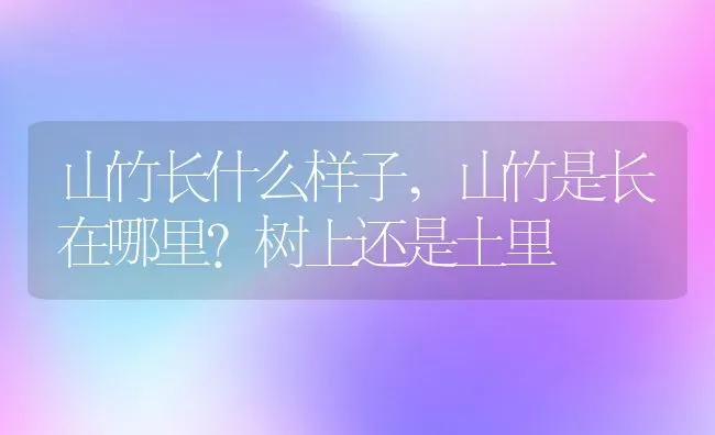 山竹长什么样子,山竹是长在哪里？树上还是土里 | 养殖常见问题